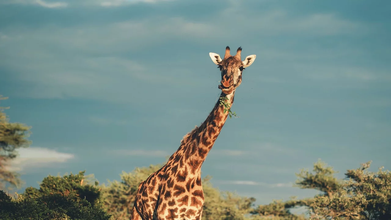 Tanzania Elopement Wedding Africa_16_9