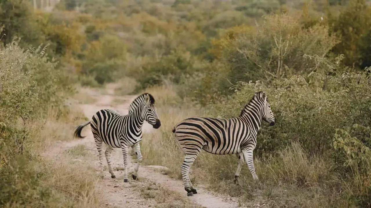 all-inclusive-safari-wedding-honeymoon-africa