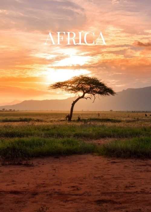 Tree in the African savannah