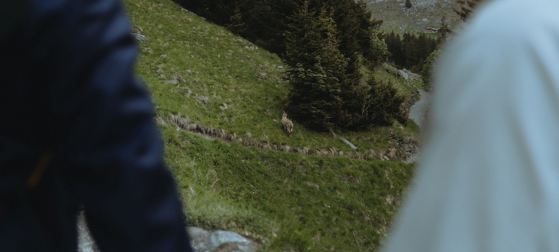 Wildlife Viewing Switzerland Elopement